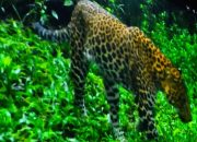 Macan Tutul Masuk ke Hotel di Sukasari, Warga Bandung Heboh Pagi Ini