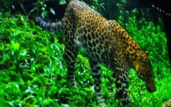 Macan Tutul Masuk ke Hotel di Sukasari, Warga Bandung Heboh Pagi Ini